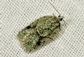 Acleris literana